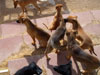 Chill, Fox and Try pups
