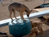 Chill, Fox and Try pups