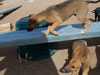 Chill, Fox and Try pups