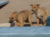 Chill, Fox and Try pups