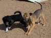 Chill, Fox and Try pups