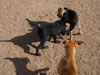 Chill, Fox and Try pups