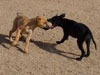 Chill, Fox and Try pups