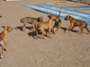 Chill, Fox and Try pups