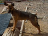 Try pup still available
