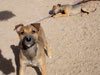 Chill, Fox and Try pups