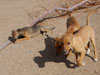 Chill, Fox and Try pups