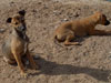 Chill, Fox and Try pups