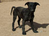 Chill pup still available