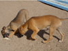 Chill, Fox and Try pups