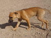 Chill pup still available