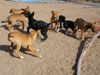 Chill, Fox and Try pups