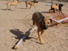 Chill, Fox and Try pups