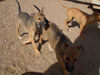 Chill, Fox and Try pups