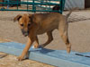 Try pup still available