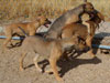Chill, Fox and Try pups