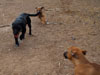 Chill and Try pups
