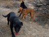 Chill and Try pups