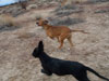 Chill and Try pups