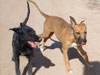 Chill and Try pups