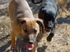 Chill and Try pups