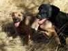 Chill and Try pups