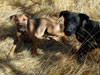 Chill and Try pups