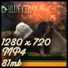 Devi Roo pups 1280