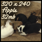 Devi Roo pups 1280