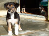 Devi / g-WhiZ puppies