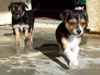 Devi / g-WhiZ puppies