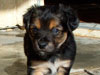 Devi / g-WhiZ puppies