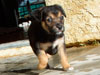Devi / g-WhiZ puppies