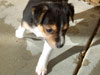 Devi / g-WhiZ puppies