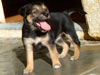 Devi / g-WhiZ puppies