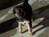Devi / g-WhiZ puppies