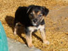 Devi / g-WhiZ puppies