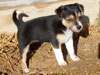 Devi / g-WhiZ puppies
