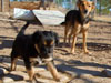 Devi / g-WhiZ puppies