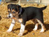 Devi / g-WhiZ puppies