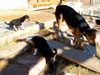 Devi / g-WhiZ puppies