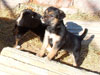 Devi / g-WhiZ puppies
