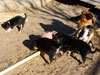 Devi / g-WhiZ puppies