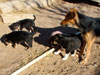 Devi / g-WhiZ puppies