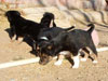 Devi / g-WhiZ puppies