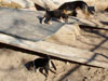 Devi / g-WhiZ puppies