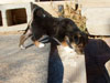 Devi / g-WhiZ puppies