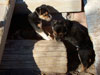 Devi / g-WhiZ puppies