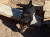 Devi / g-WhiZ puppies
