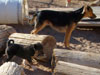 Devi / g-WhiZ puppies
